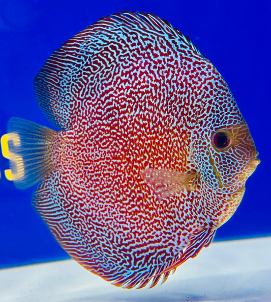 Premium Panthera Discus 6-6.5” (WYSIWYG)
