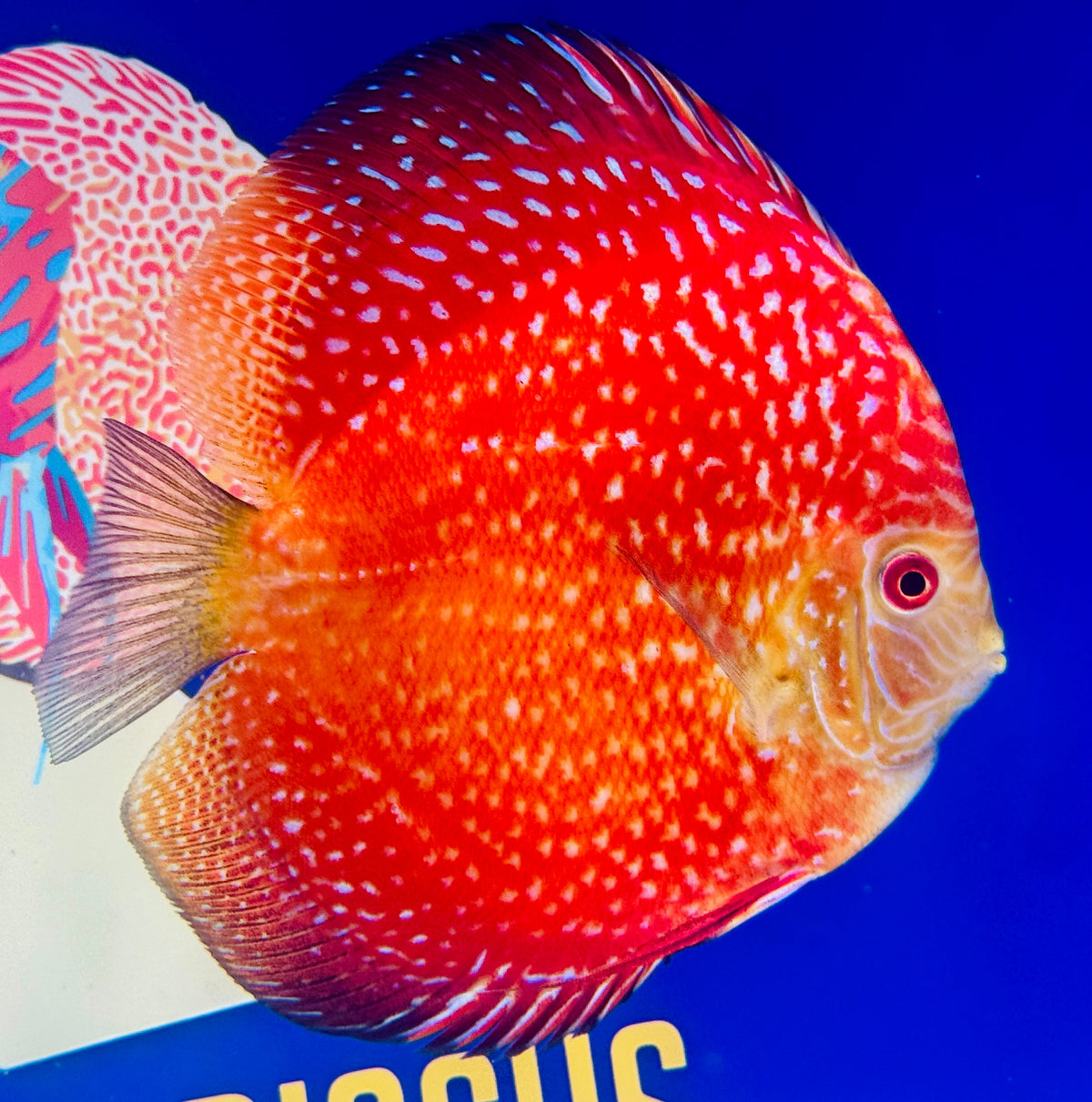 Pigeon Scarlet Snake Premium Discus 6-6.5"