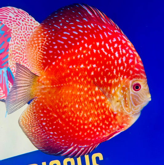 Pigeon Scarlet Snake Premium Discus 6-6.5"