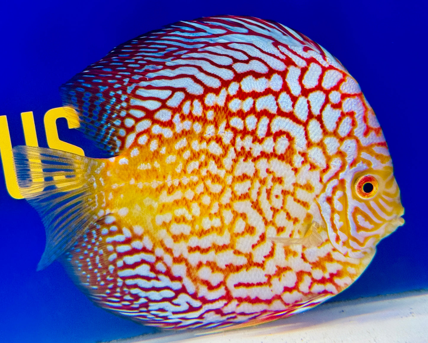 Pigeon Checkerboard Discus 5-5.5” (WYSIWYG)