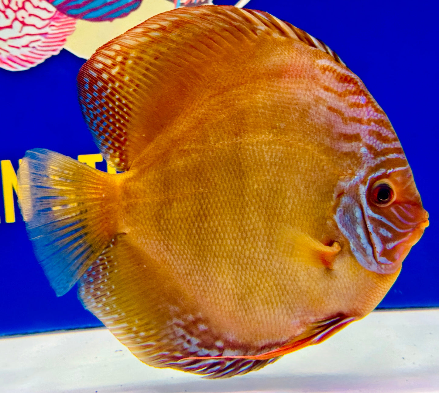 Wild Cross Jumbo Premium Discus 6.5-7.5"
