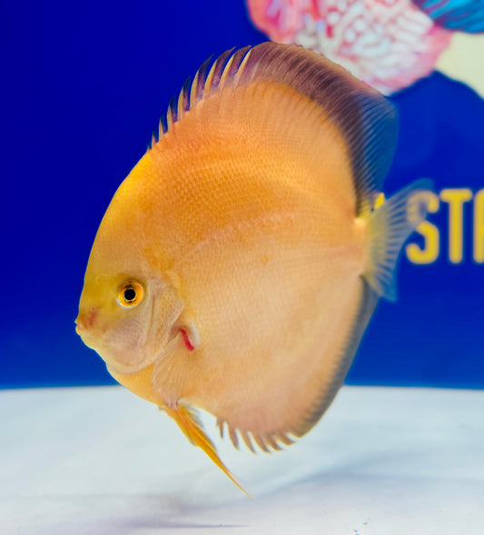 Golden Diamond Jumbo Premium Discus 6.5-7.5"