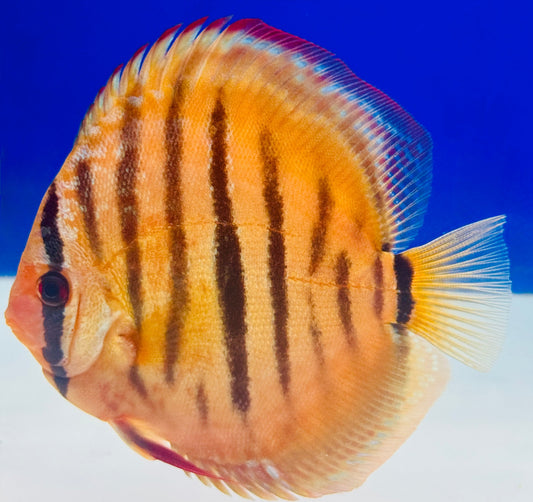 Red Catana Discus 5-5.5"
