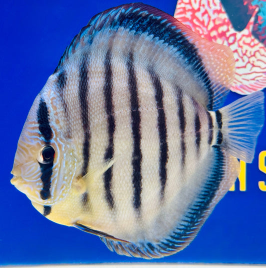 Wild Cross Blue KL Premium Discus 6-6.5"