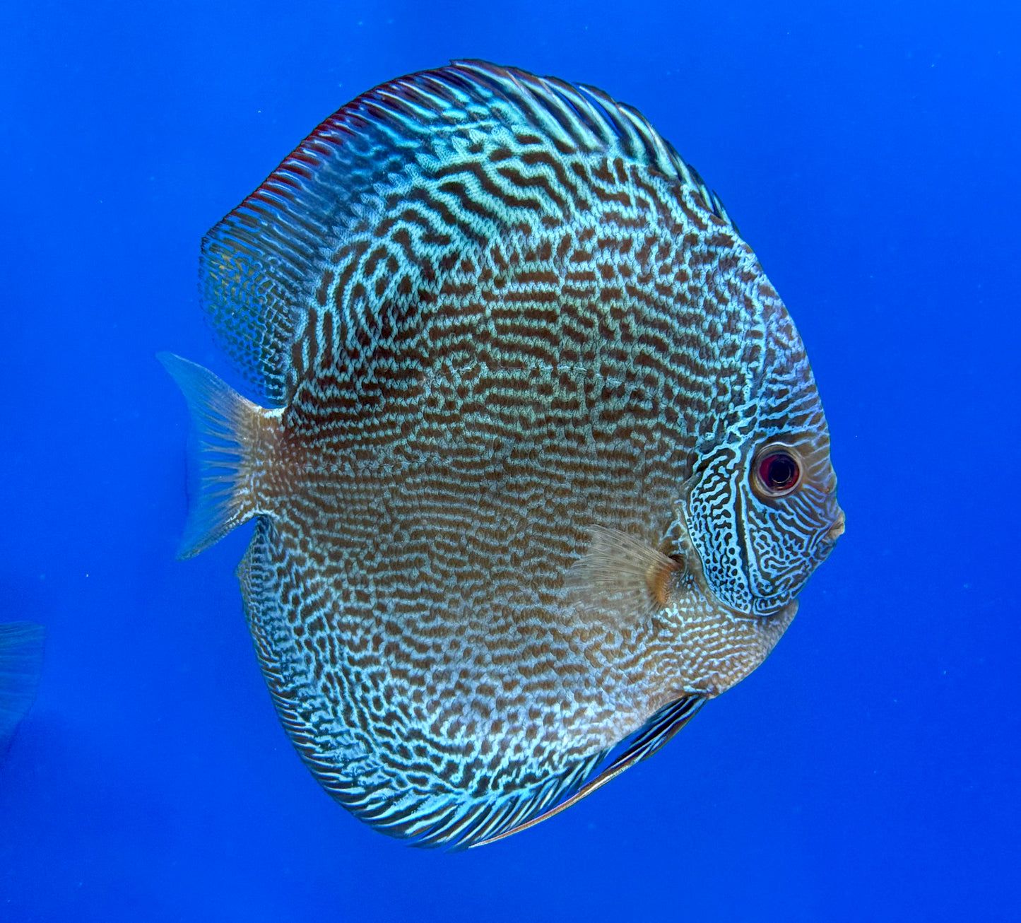 BLUE SNAKESKIN DISCUS PREMIUM 6-6.5"