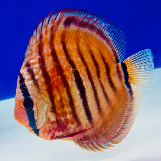 Red Catana Discus 5-5.5"