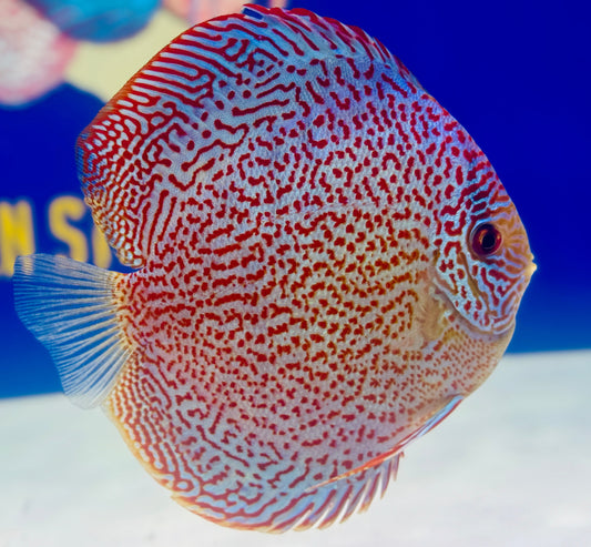 Viper King Discus 5-5.5"