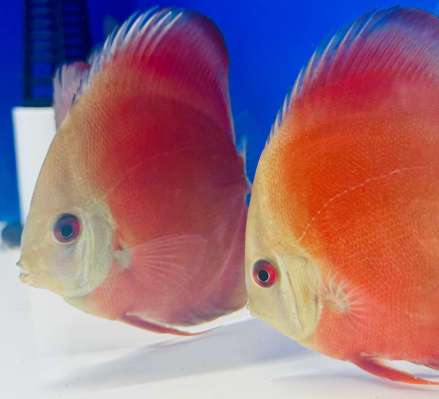 Red Cover Discus 4-4.5"