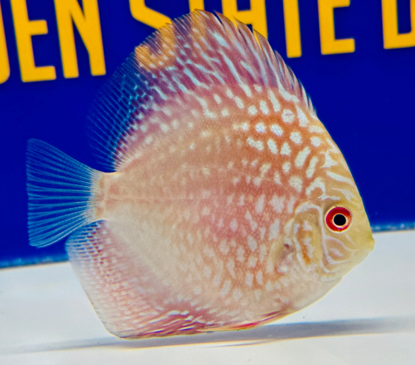 Pigeon Checkerboard Discus 3-3.5"
