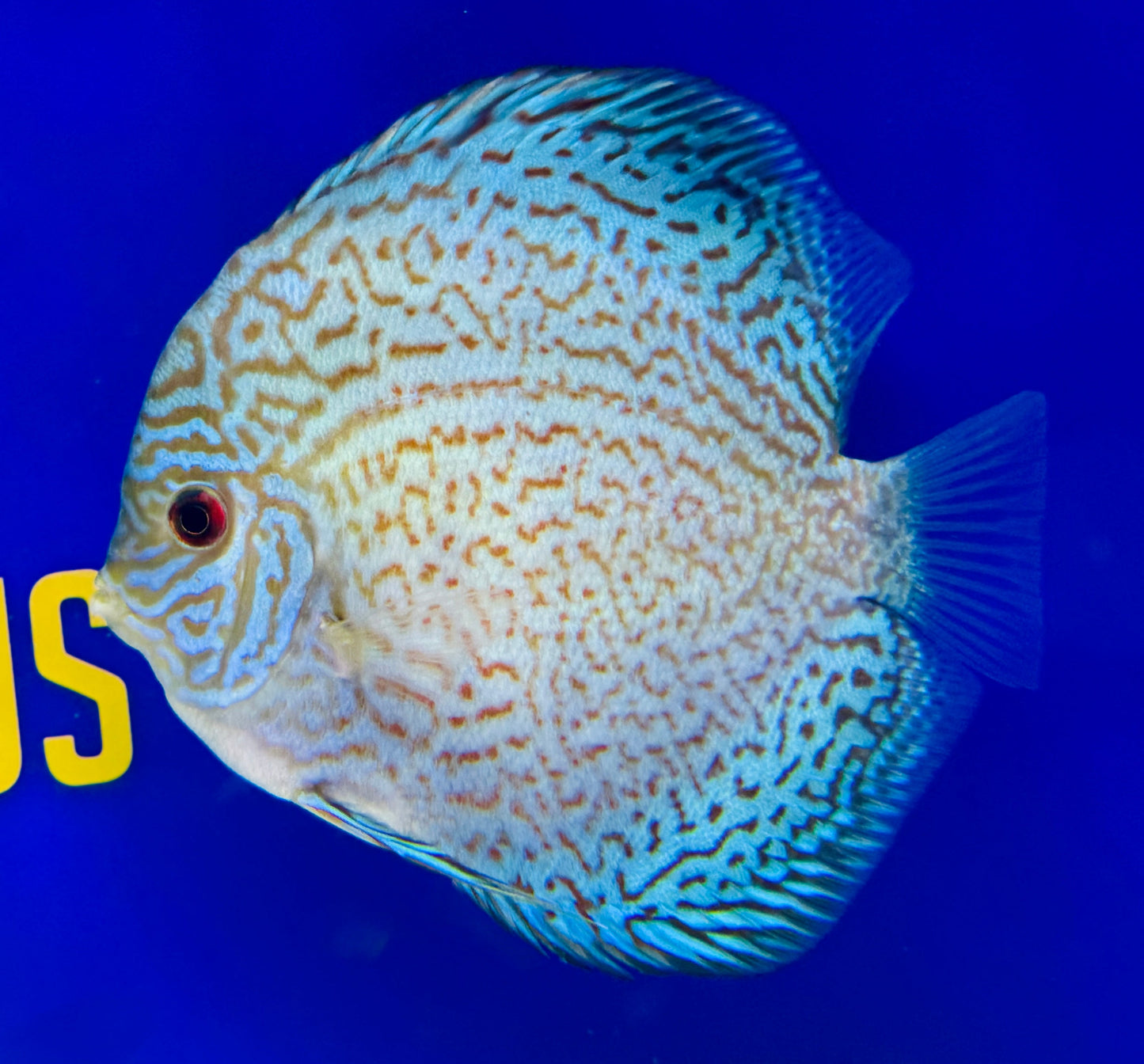 Royal Sapphire Discus 5-5.5"
