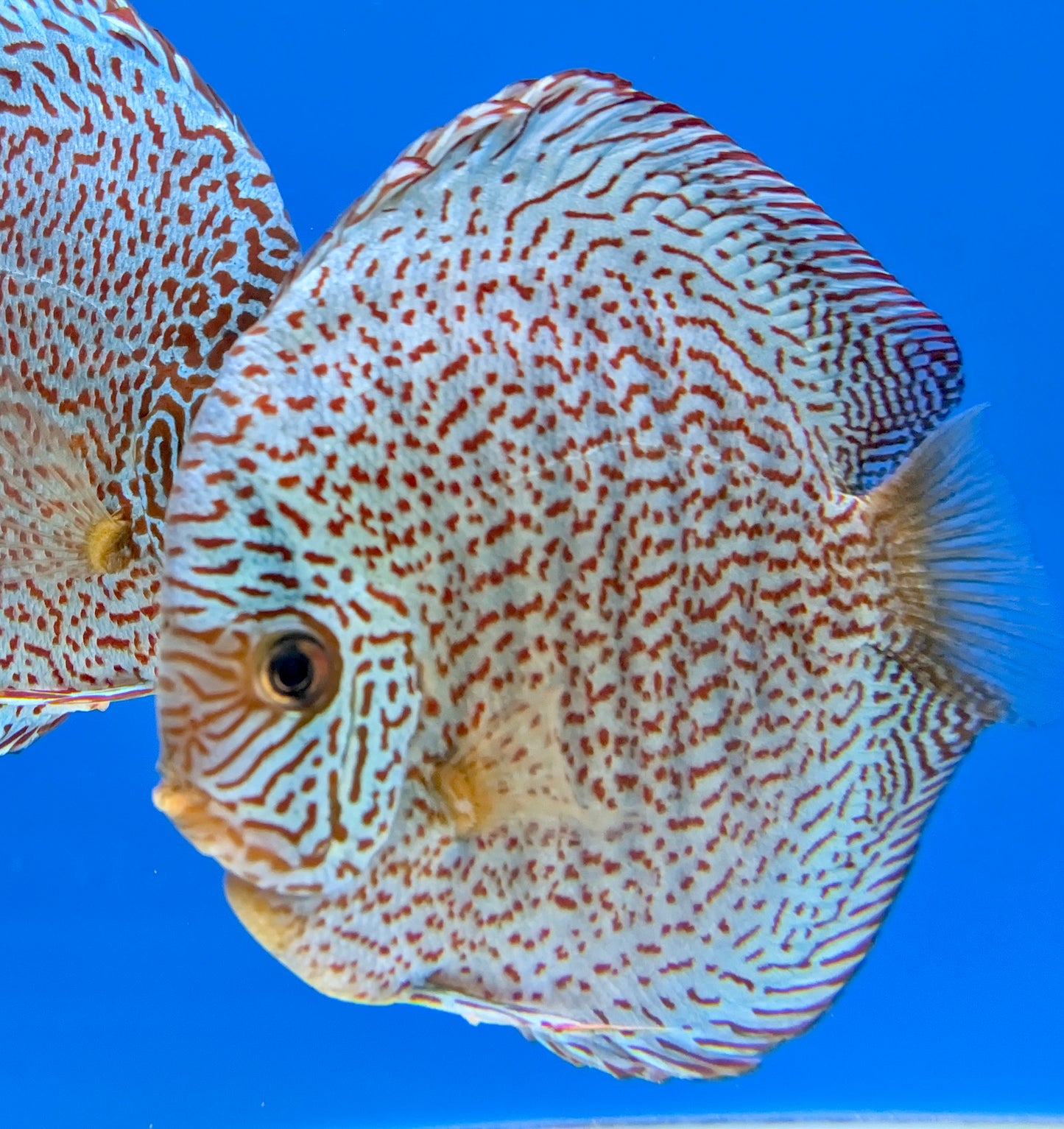 Viper King Discus Premium 6-6.5"