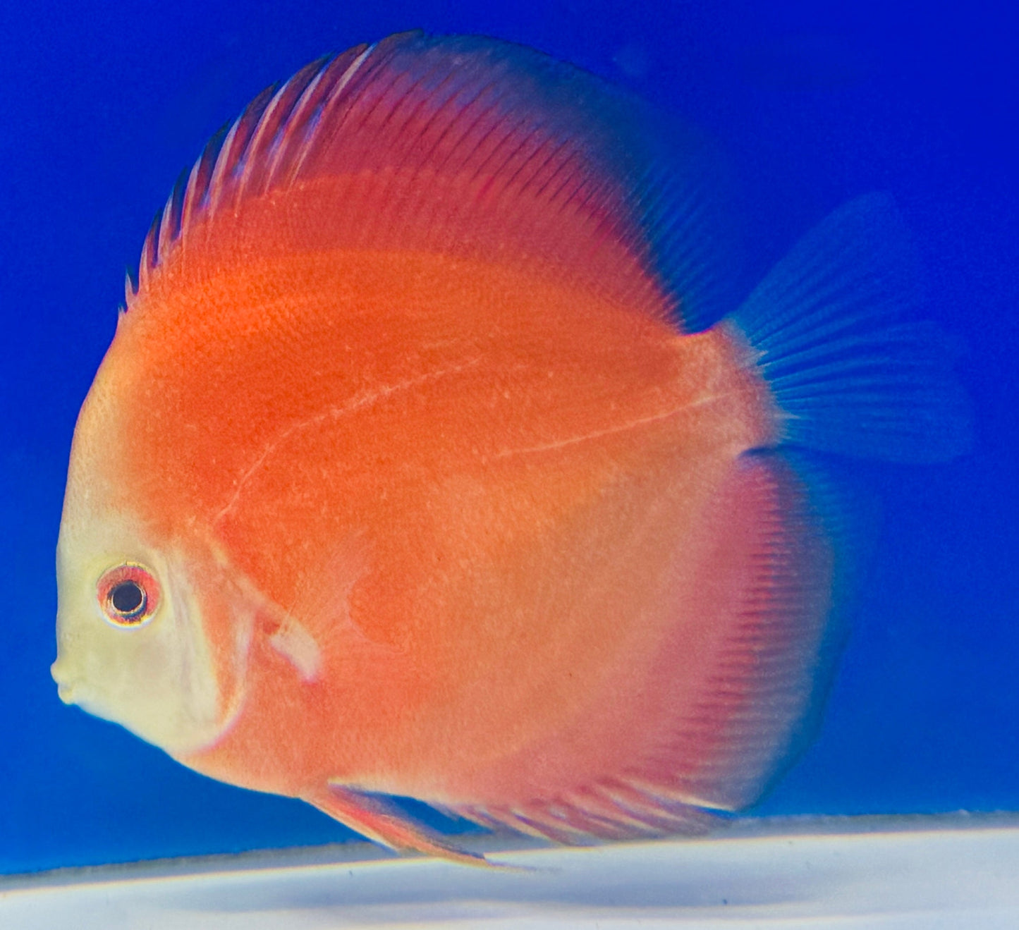 Red Golden Diamond Discus 4-4.5"