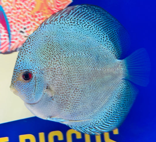 Dragon Snakeskin Discus 4.5-5"