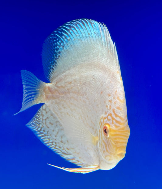Albino White Butterfly Discus 5-5.5"