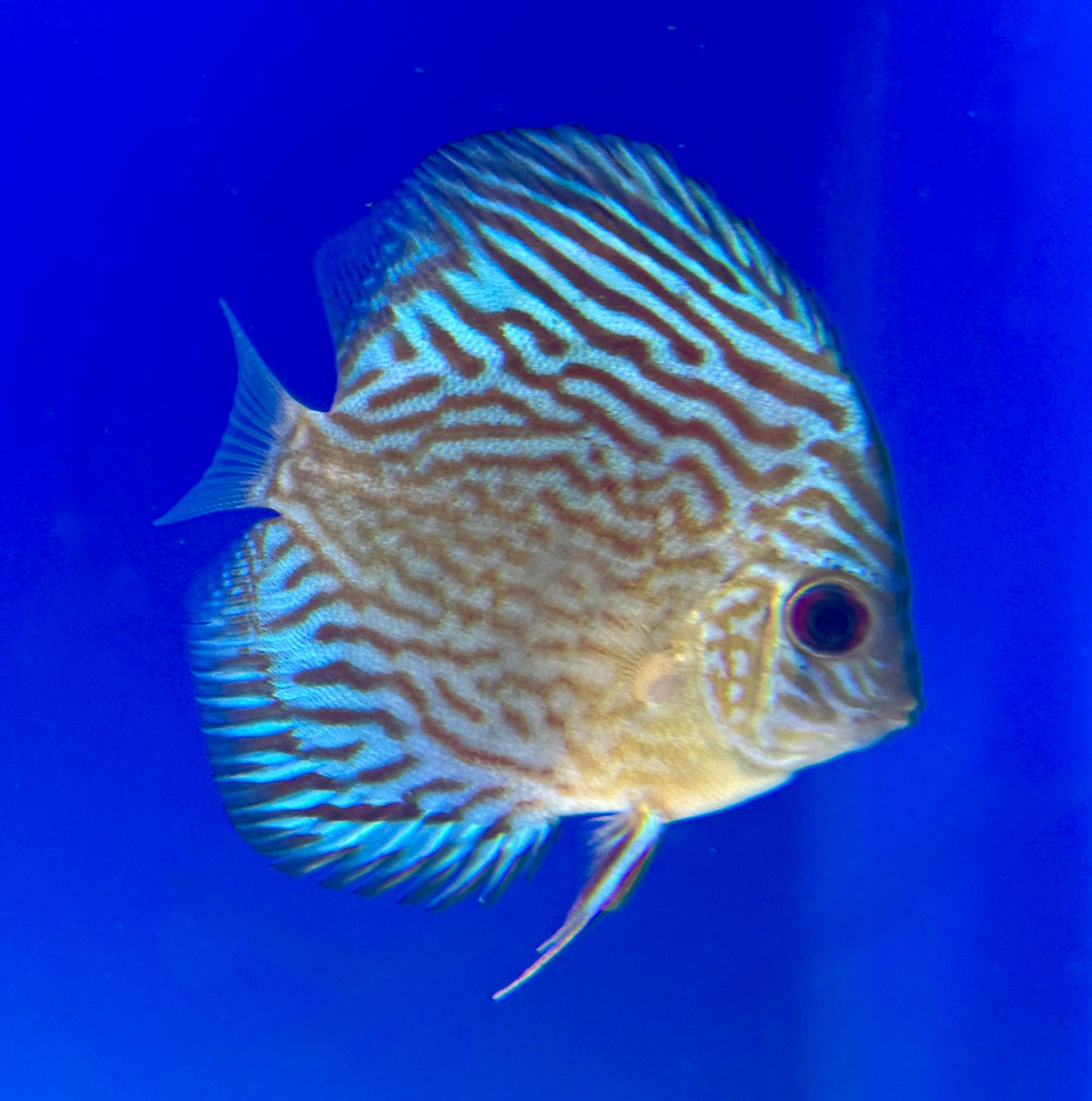 Altum Carnation Discus 4-4.5"