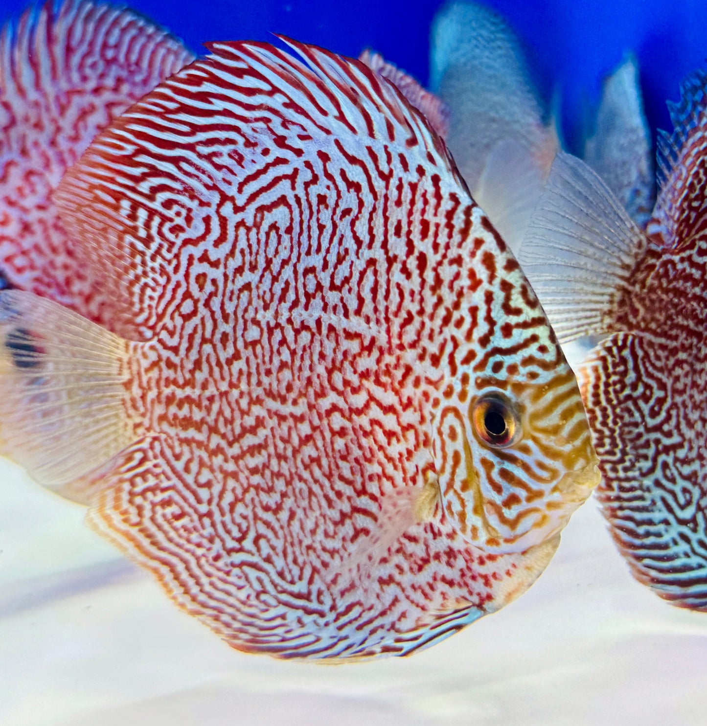 Viper King Discus 4-4.5"