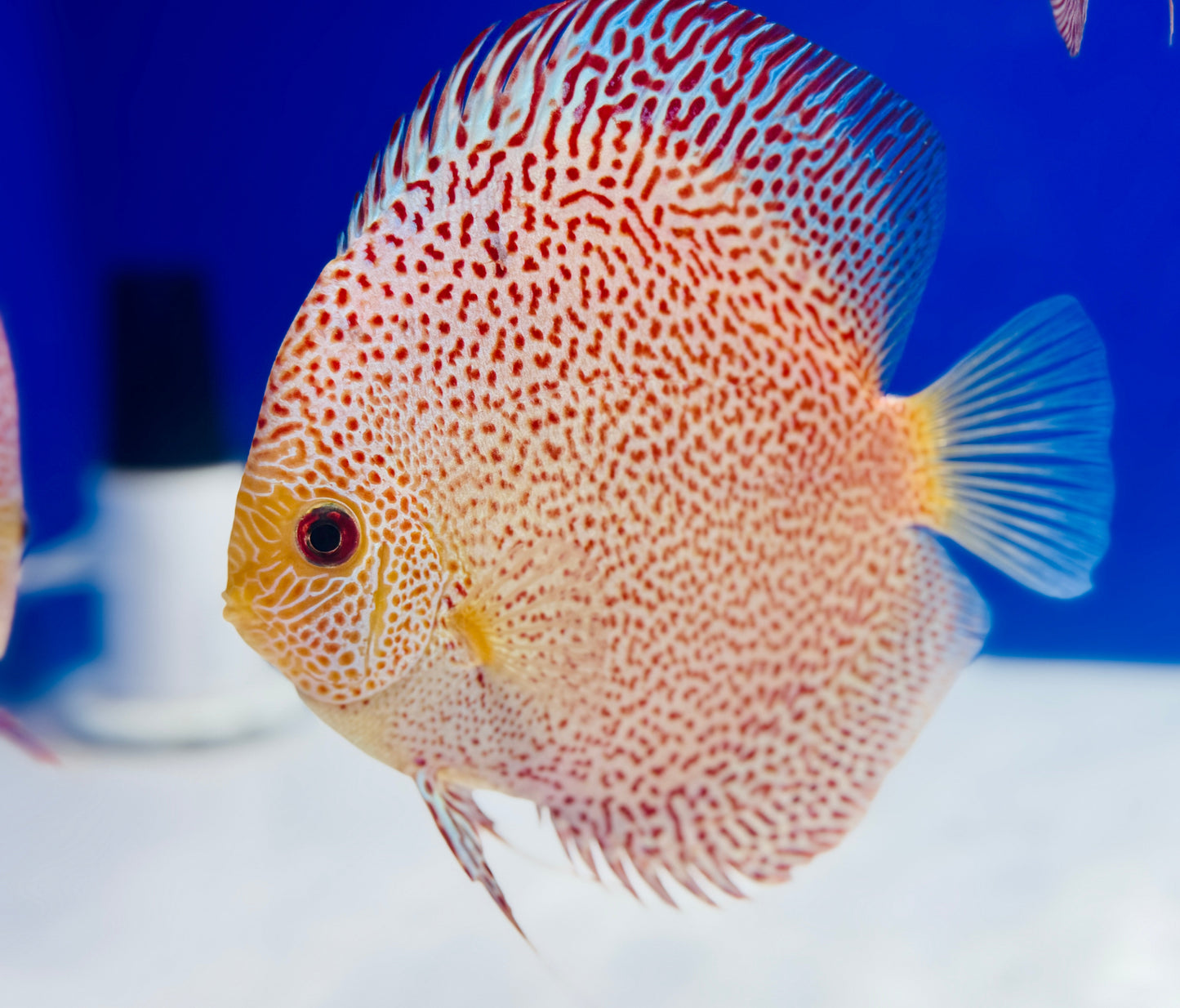 Panthera Discus 5-5.5"