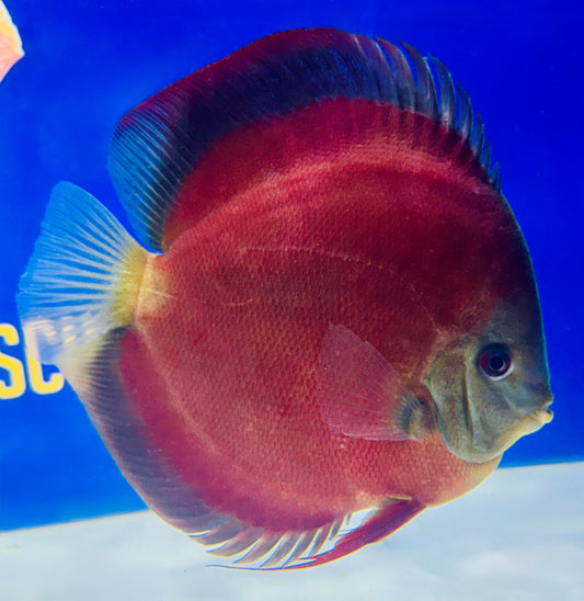 Red Cover Discus Jumbo Premium 6.5-7.5"