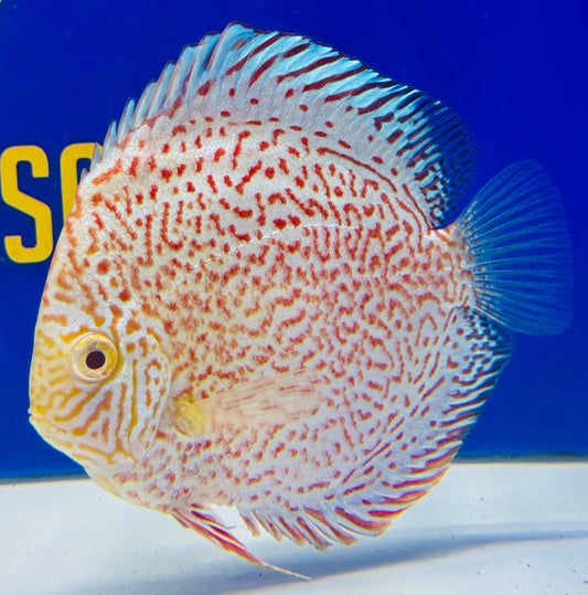 Albino Viper King Discus 5-5.5"
