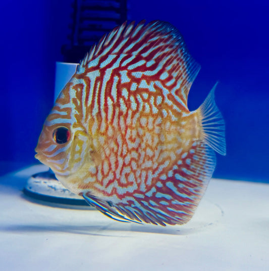 Indiana Tiger Discus 3-3.5"