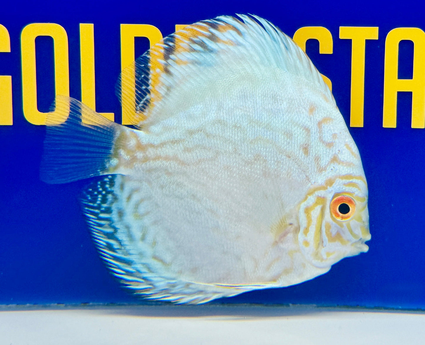 White Butterfly Discus 4-4.5"