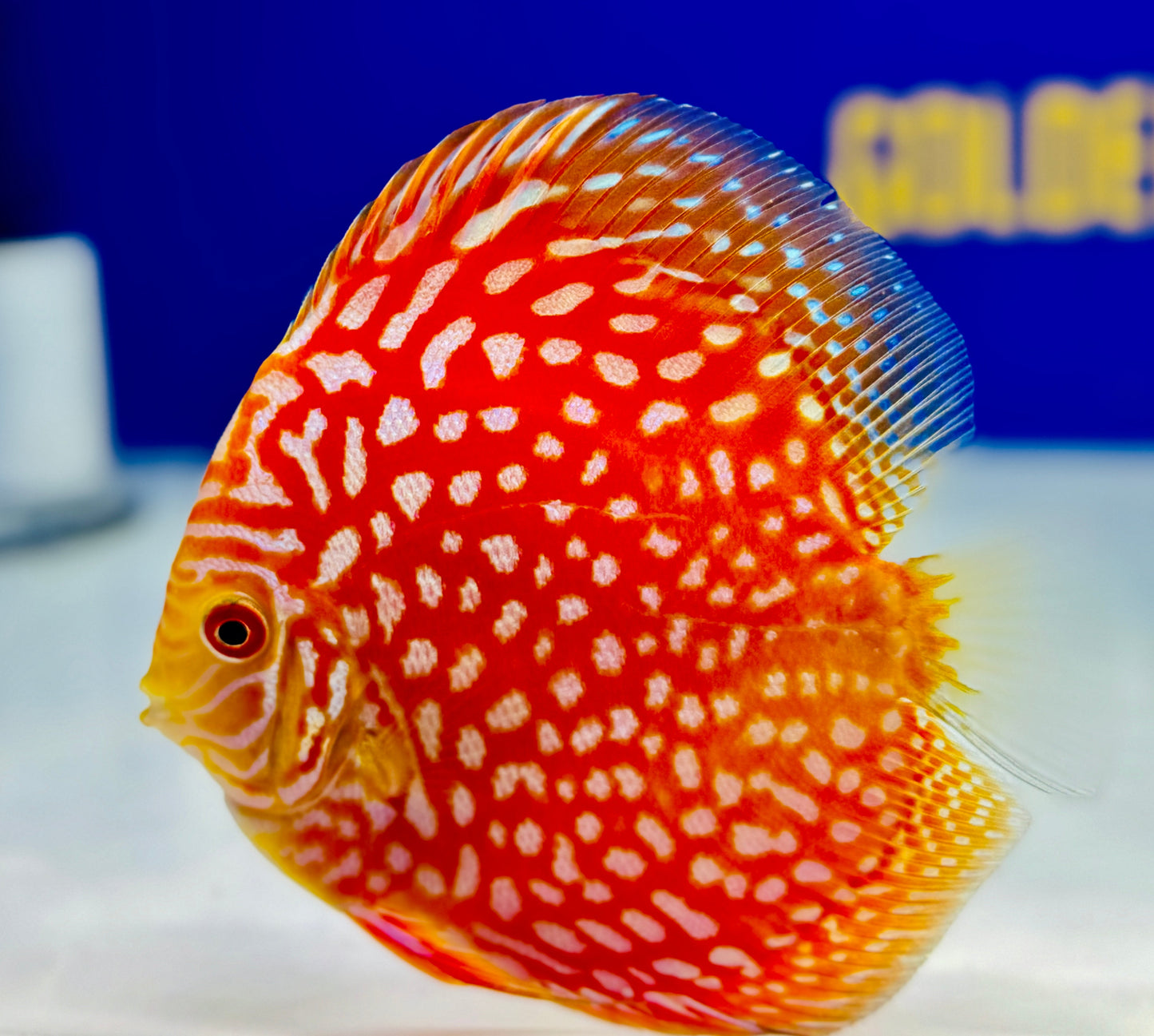 Pigeon Checkerboard Discus 4.5-5"