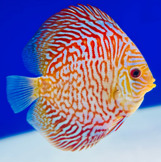 Indiana Tiger Discus 4.5-5"
