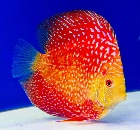 Pigeon Scarlet Snake Discus 5-5.5"