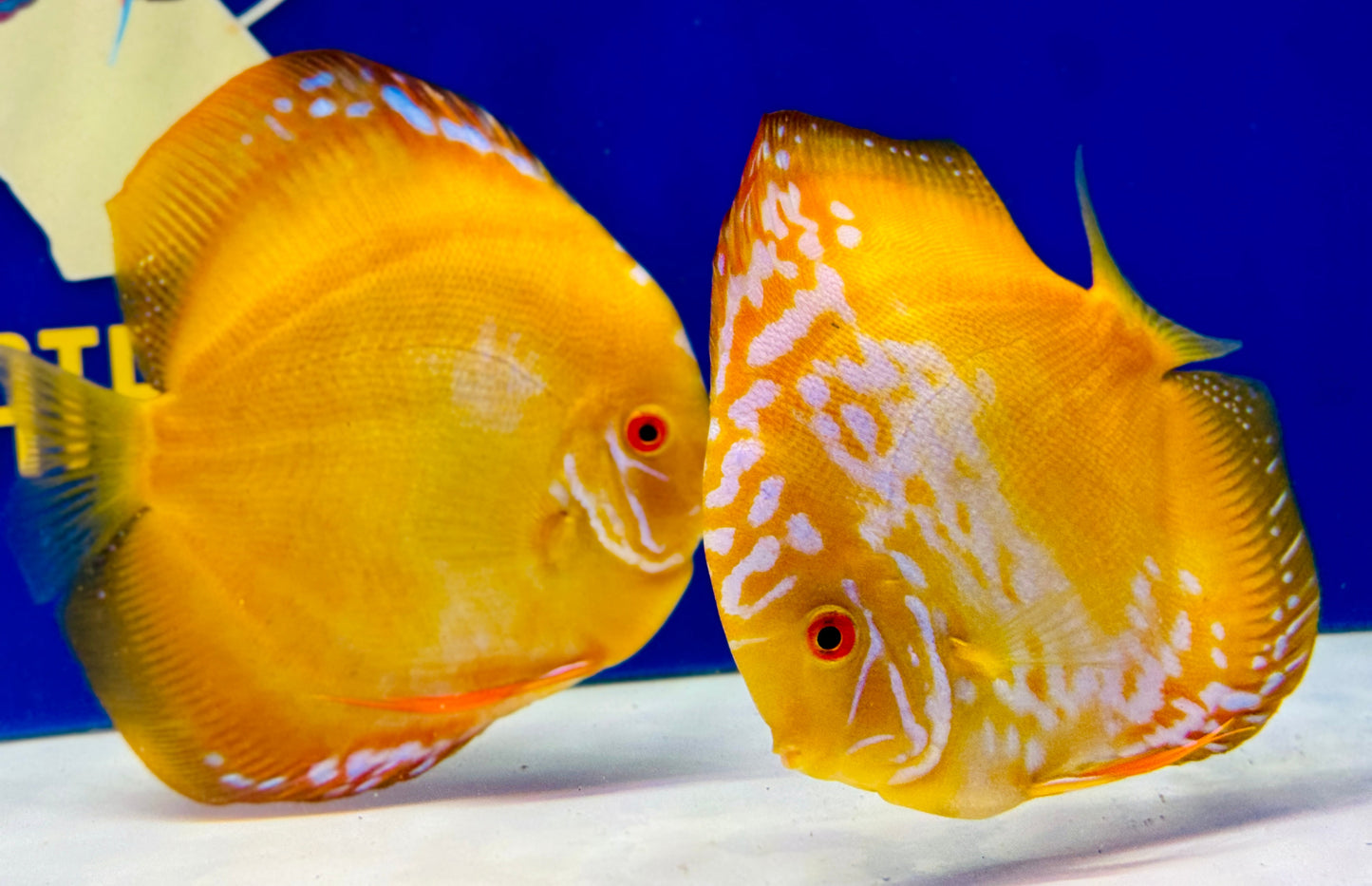 Golden Crystal Premium Discus  6-6.5"