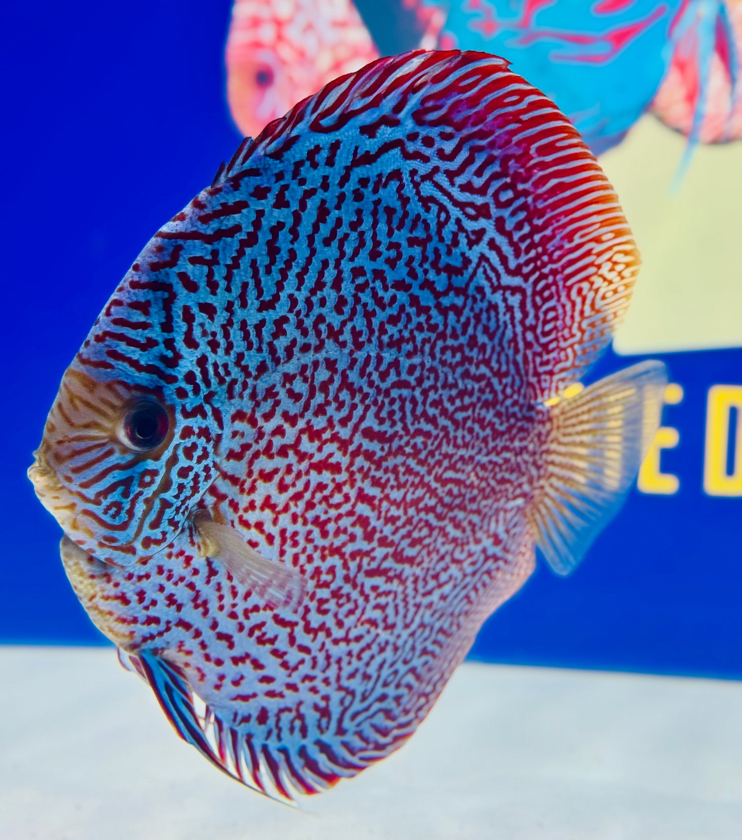 Premium Viper King Discus 6-6.5” (WYSIWYG) #2