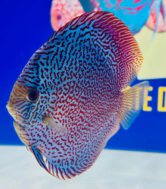 Premium Viper King Discus 6-6.5” (WYSIWYG)