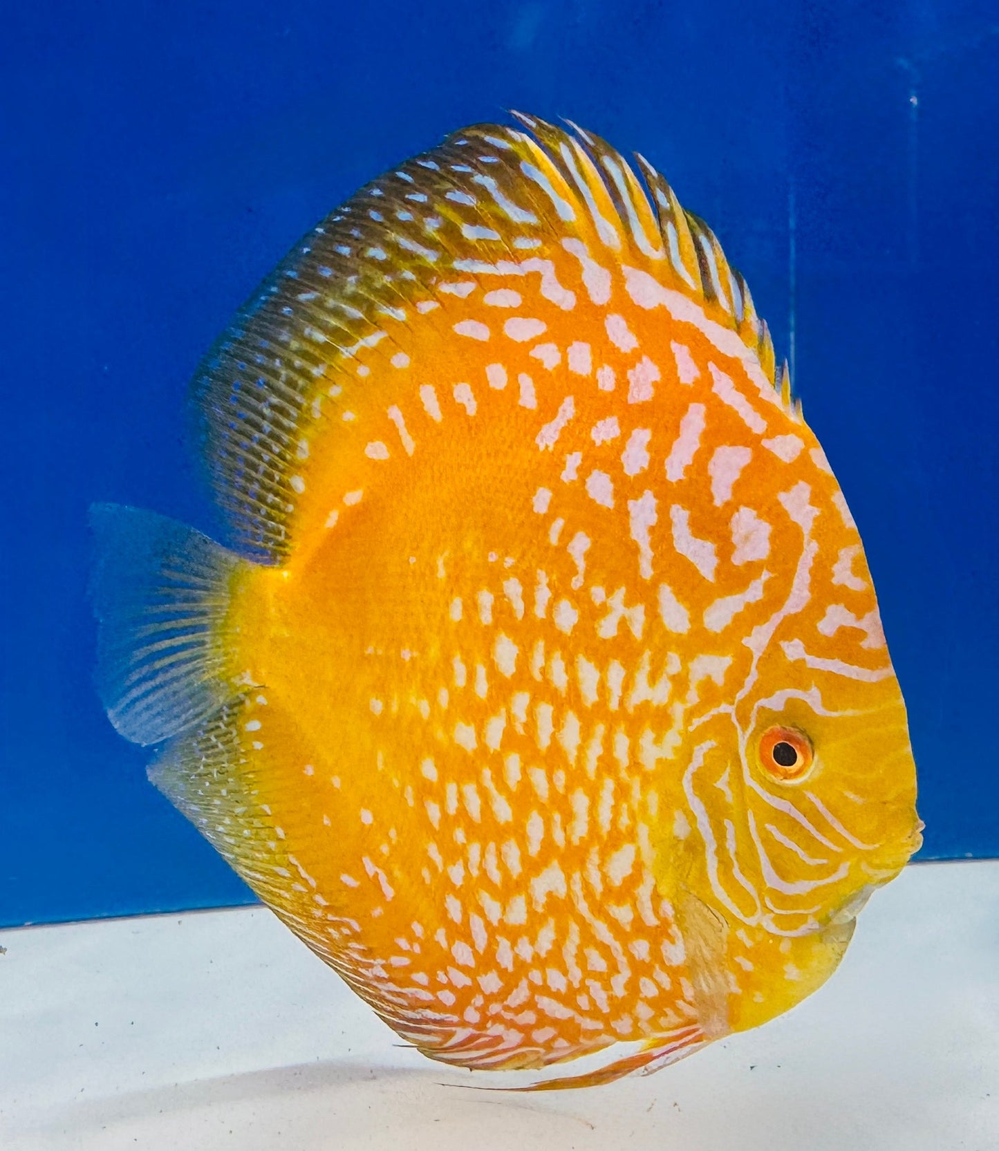 Yellow Pigeon Checkerboard Jumbo Premium Discus 6.5-7.5"