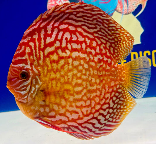 Starlight Galaxy Jumbo Premium Discus 6.5-7.5"
