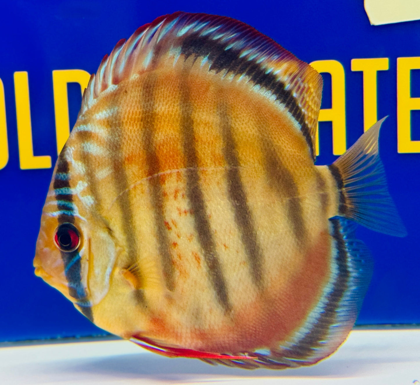 Red Catana KL Discus 4.5-5"