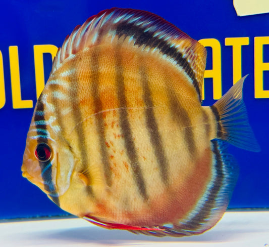 Red Catana KL Discus 4.5-5"