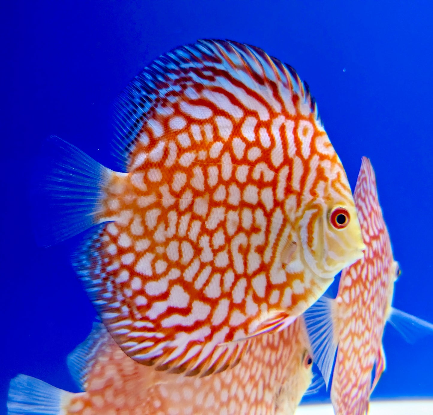 Pigeon Checkerboard Discus 4-4.5"