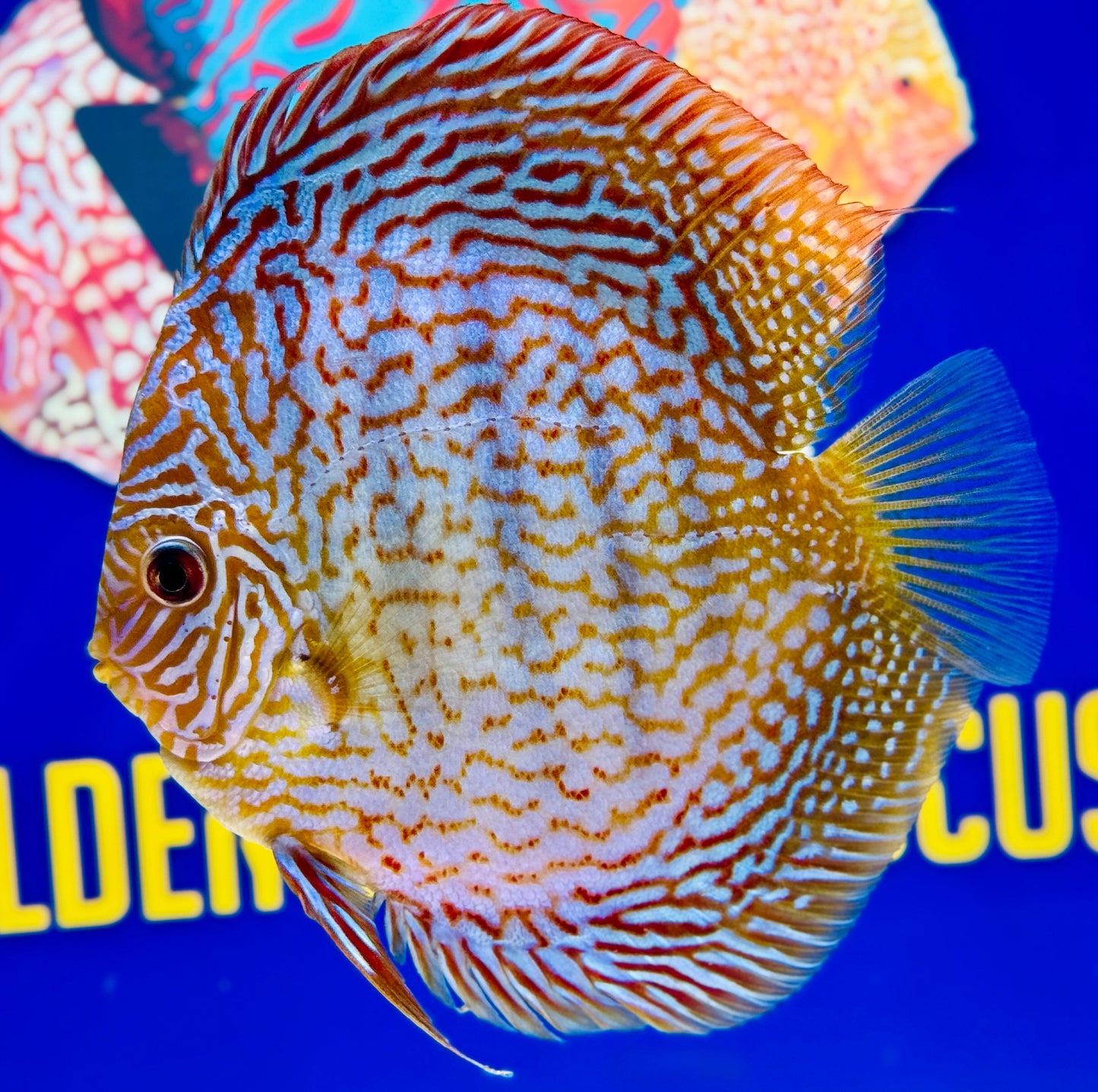 Maze Turquoise Discus 5-5.5"
