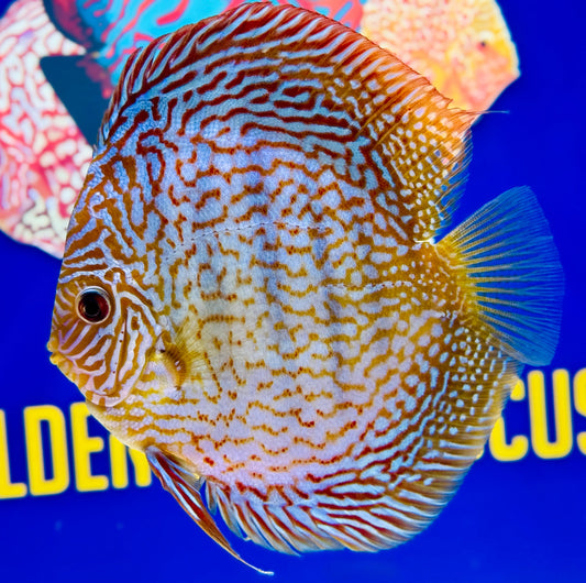 Maze Turquoise Discus 5-5.5"