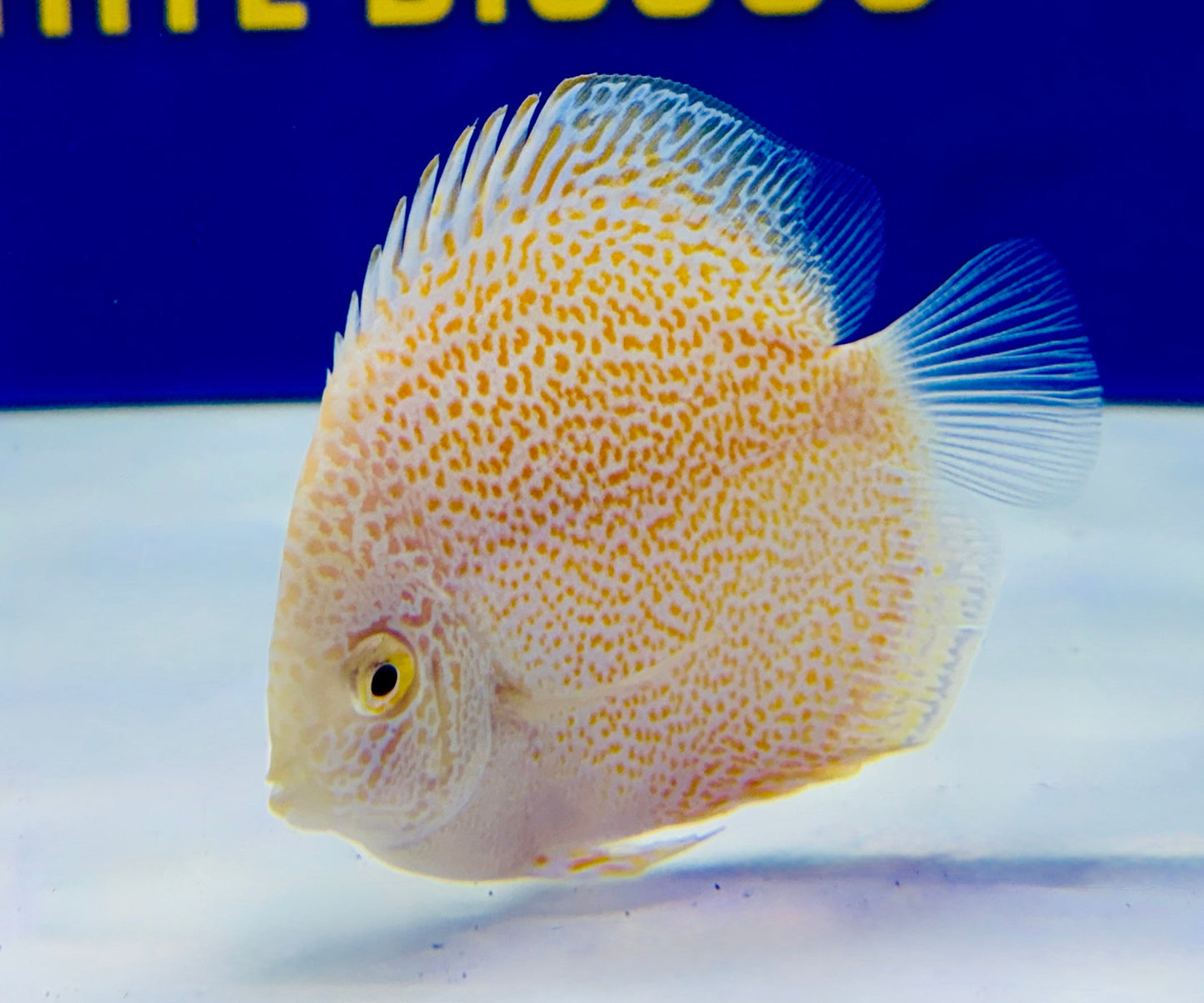 Albino Viper King Discus 3-3.5"
