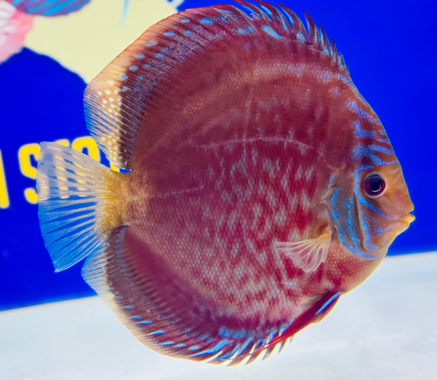 Wild Cross Premium Discus 6-6.5"