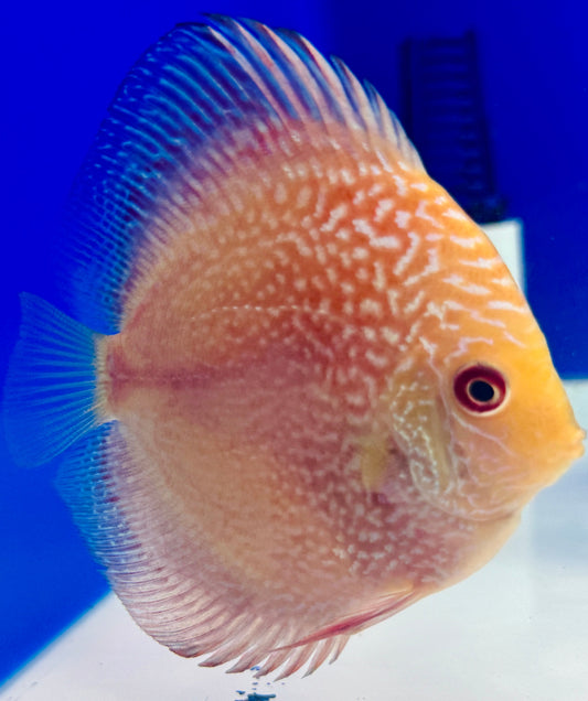 Pigeon Scarlet Snake Discus 4-4.5"