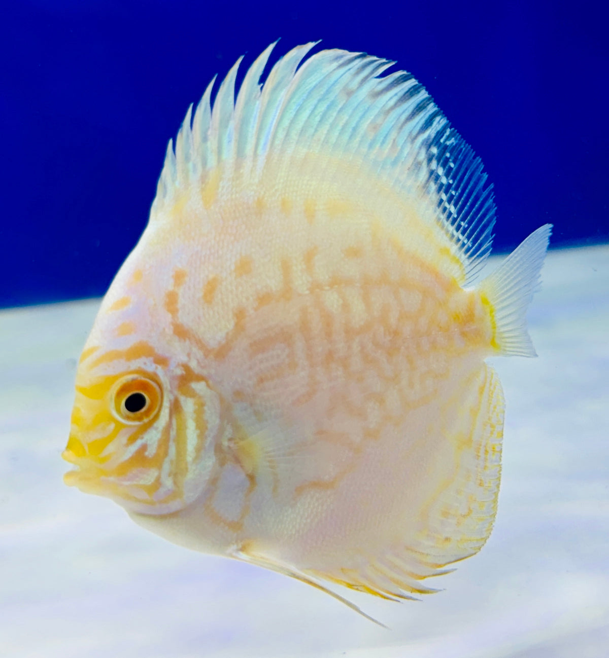 White Butterfly Discus 3-3.5"