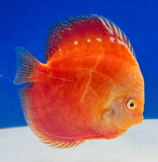 Moonstone Discus Premium 6-6.5"