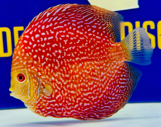 Pigeon Scarlet Snake Discus 5-5.5"