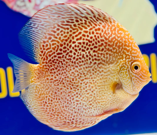 Albino Leopard Snake Discus 5-5.5"