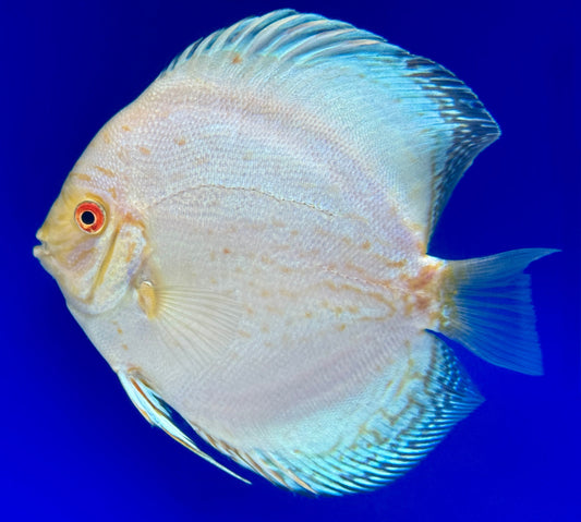 Albino White Butterfly Discus 5-5.5"
