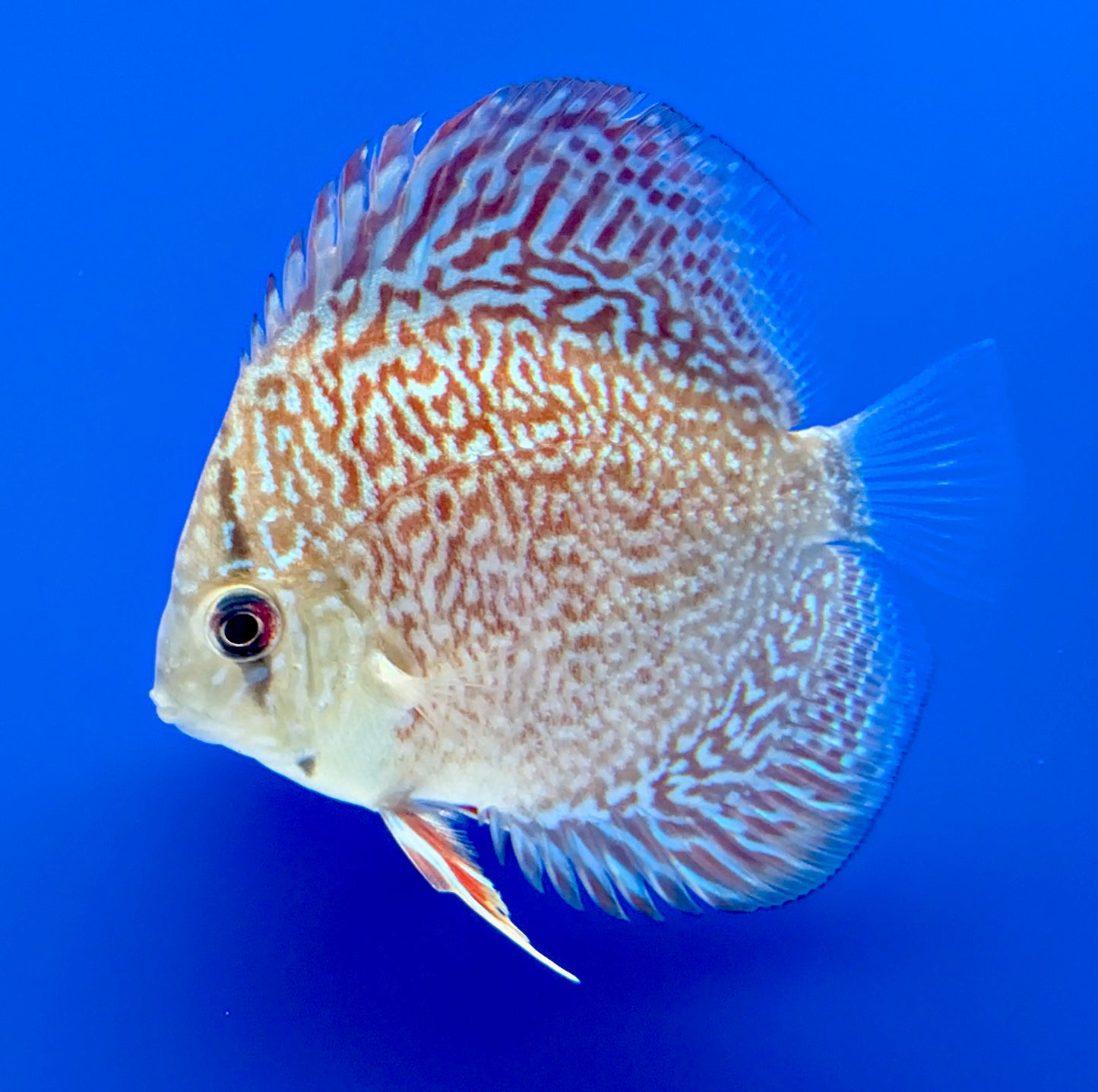 Majestic Fire Discus 3-3.5"