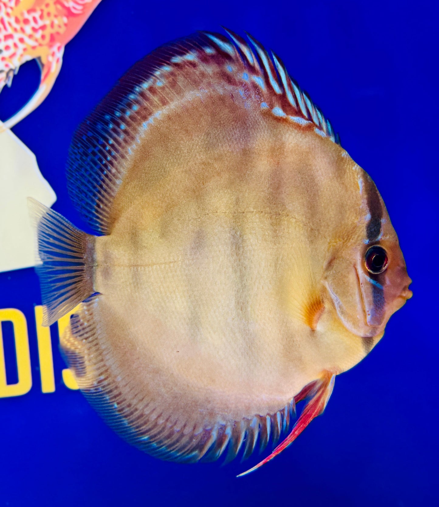Red Cuipeua Cover Discus 5-5.5"