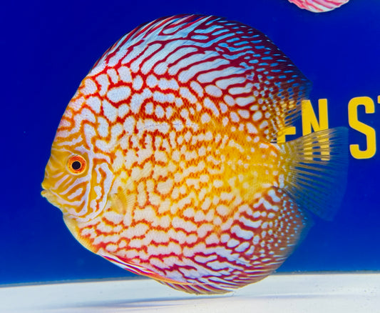 Pigeon Checkerboard Discus 5-5.5” (WYSIWYG)
