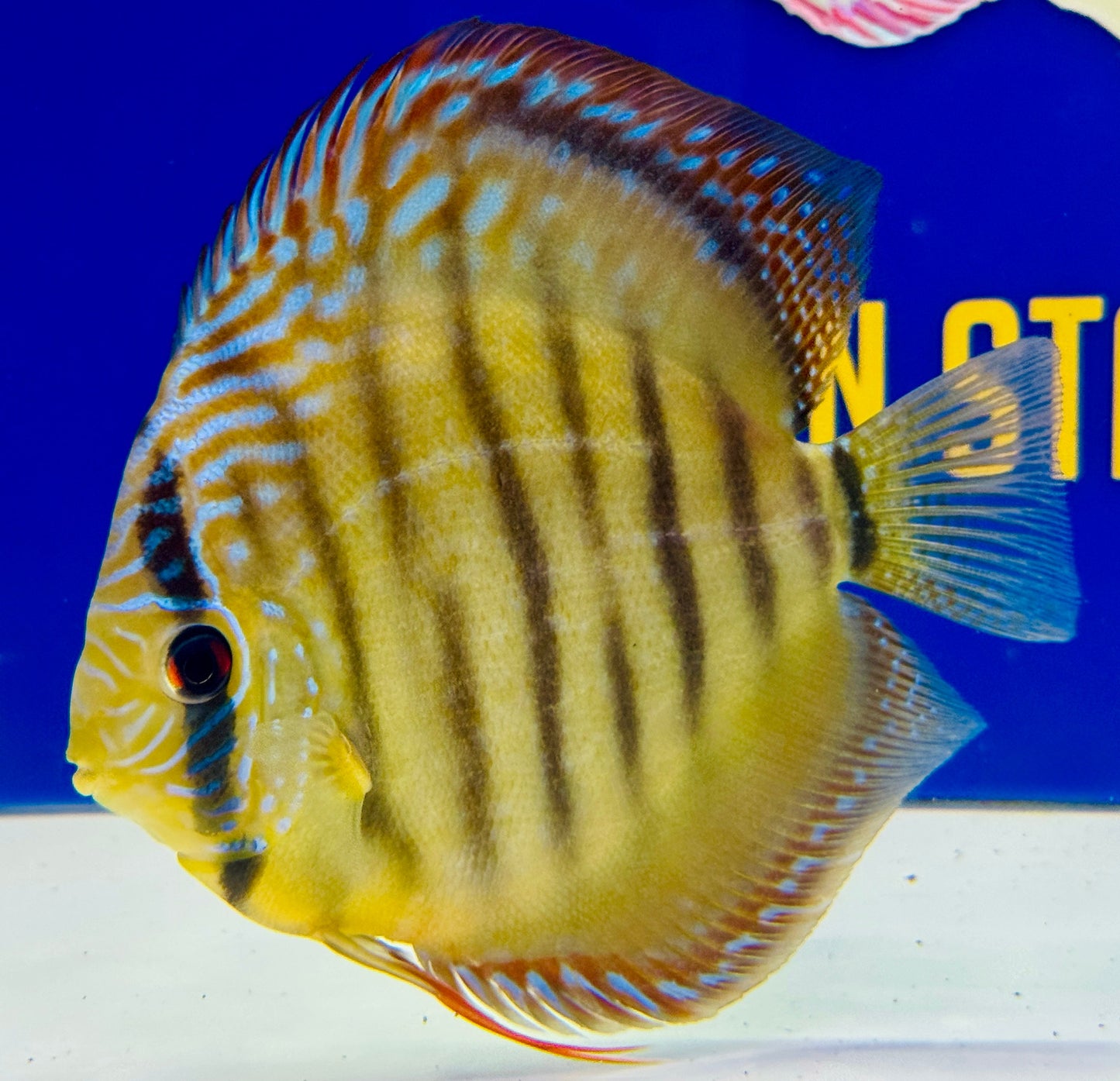 Wild Cross Yellow (Paraconi) Premium KL Discus 6-6.5"